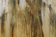 72" x 48" oil on linen